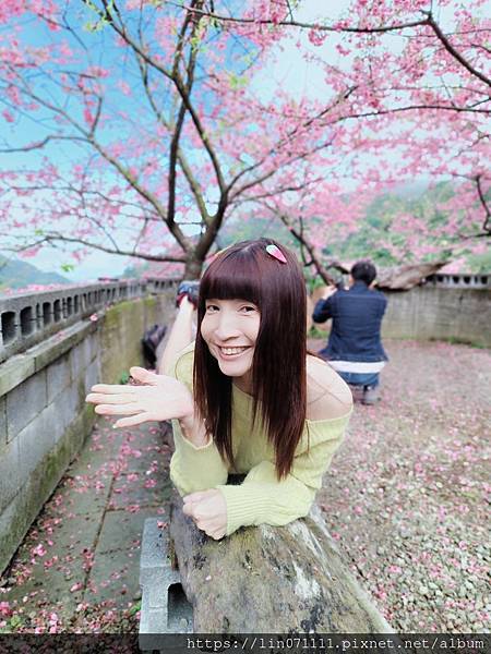2024/02/03三峽大熊櫻花林..粉白色夢幻櫻花步道.. 2024/02/03三峽大熊櫻花林..粉白色夢幻櫻花步道..