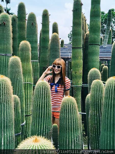 2025-07-13農村仙人掌園.. 沙漠秘境風..網美景 2025-07-13農村仙人掌園.. 沙漠秘境風..網美景