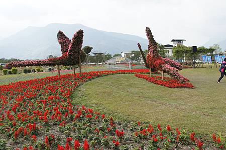 池上花海103.01.19 (10).JPG