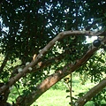 樹葡萄3.jpg