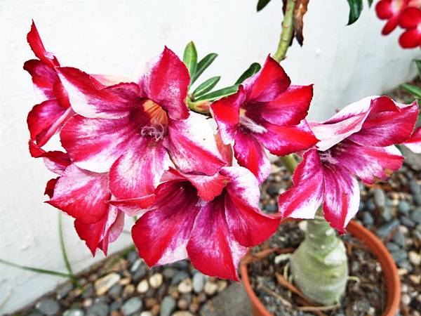 雷絲金露花，沙漠玫瑰 007_meitu_1