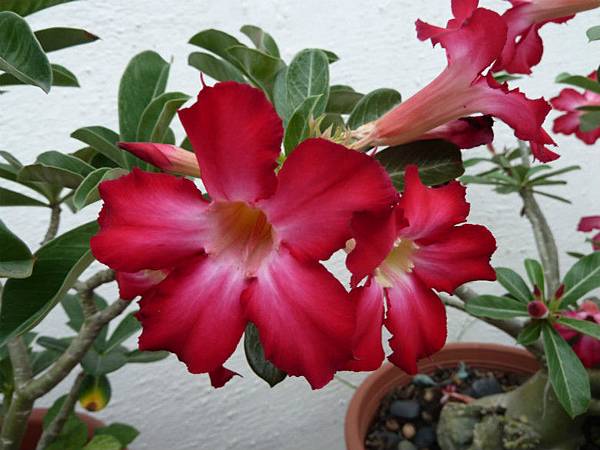 雷絲金露花，沙漠玫瑰 005_meitu_1