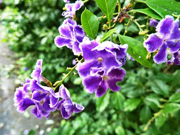 雷絲金露花，沙漠玫瑰 020_meitu_1