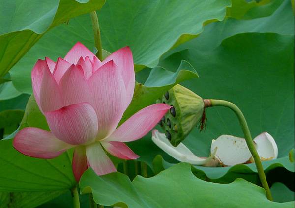 亞洲大學荷花 049_meitu_1.jpg