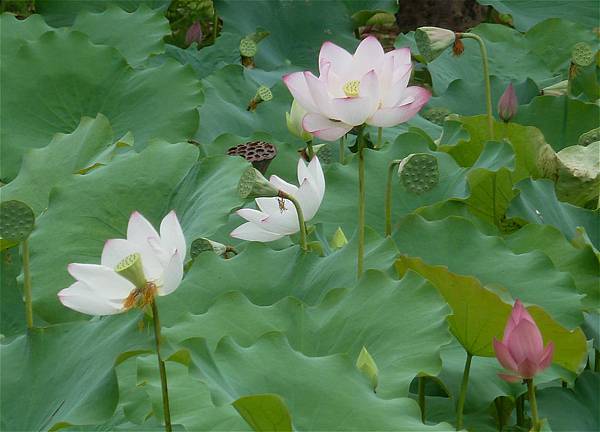 亞洲大學荷花 056_meitu_1.jpg