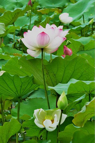 亞洲大學荷花 072_meitu_1.jpg