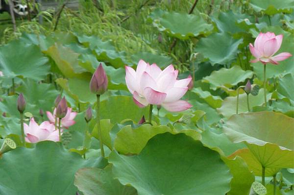 亞洲大學荷花 082_meitu_1.jpg