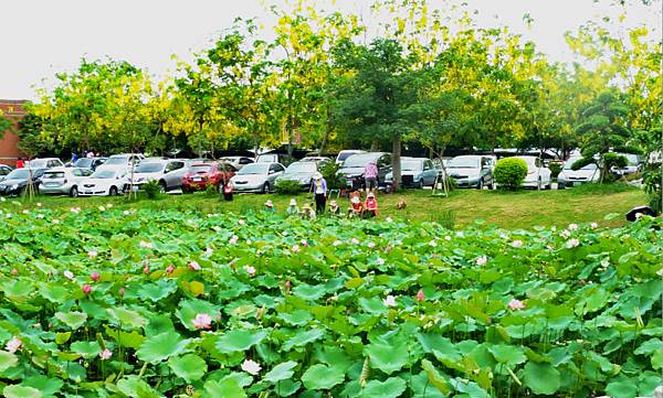 亞洲大學荷花 001