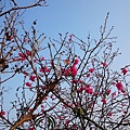 DSC_2162河津櫻