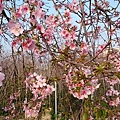 DSC_2201洲府枝垂櫻