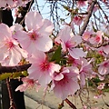 DSC_2205洲府枝垂櫻