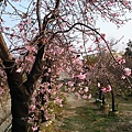 DSC_2219洲府枝垂櫻