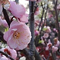 DSC_2274粉梅花