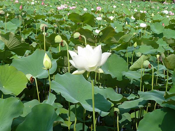 亞洲大學104年荷花 016