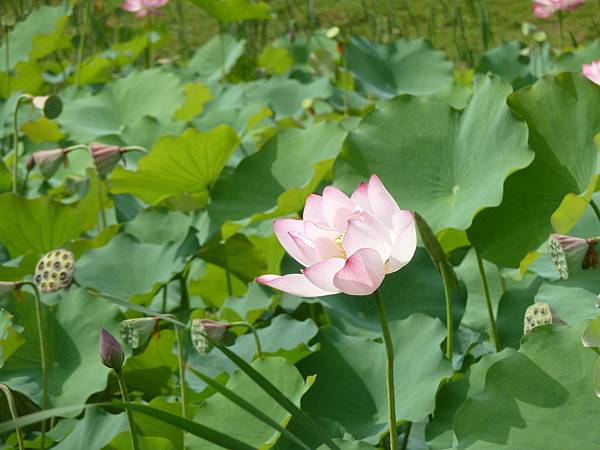 亞洲大學104年荷花 062