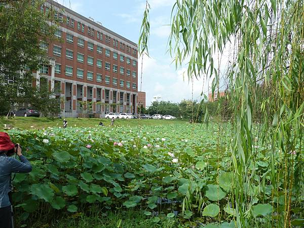 亞洲大學104年荷花 074