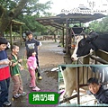 桃園楊梅埔心牧場4