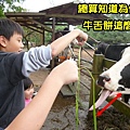 桃園楊梅埔心牧場4-1