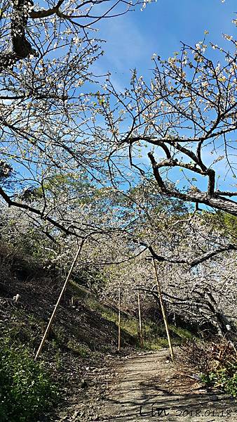 1070118 - 柳家梅園