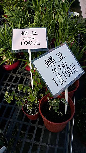 1070113 - 中社光觀花市-舊社里彩繪村