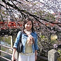 初春 中橋旁的櫻花盛開