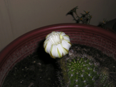 仙人掌 (cactus)開花