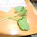 20131204青草藥介紹 (15) [800x600].JPG