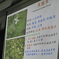20131204青草藥介紹 (18) [800x600].JPG