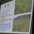 20131204青草藥介紹 (27) [800x600].JPG
