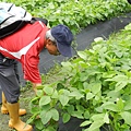 20140419宜蘭綠田農莊之旅 (69).JPG