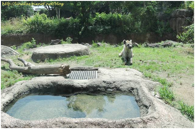 天王寺動物園019.JPG