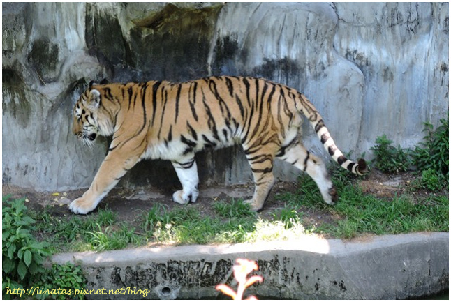 天王寺動物園027.JPG