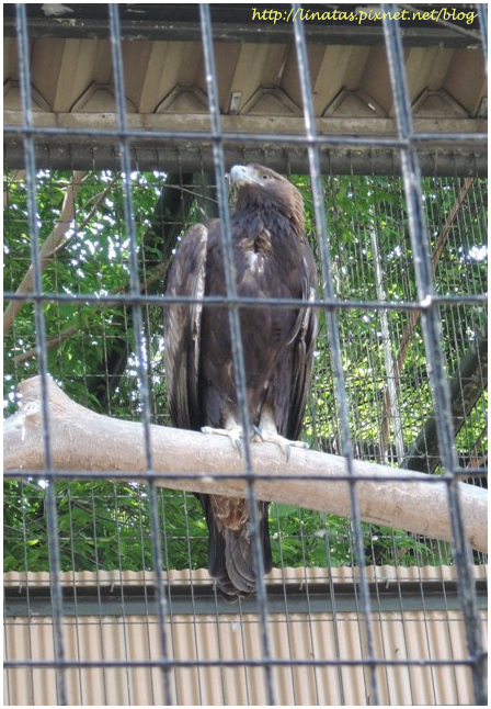 天王寺動物園031.JPG