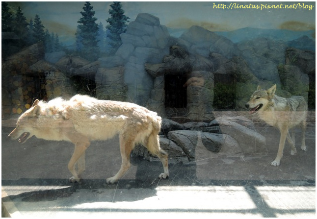 天王寺動物園035.JPG