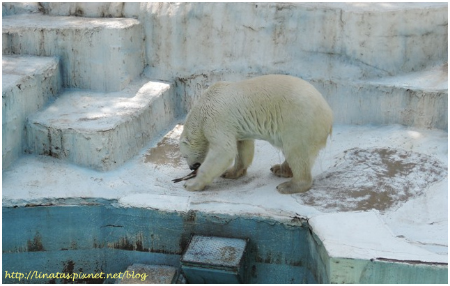 天王寺動物園054.JPG