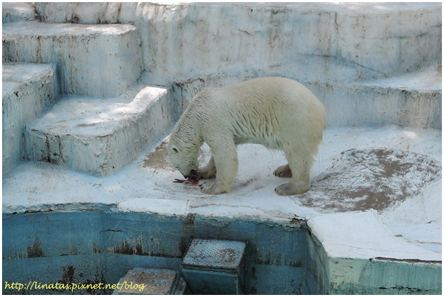 天王寺動物園055.JPG