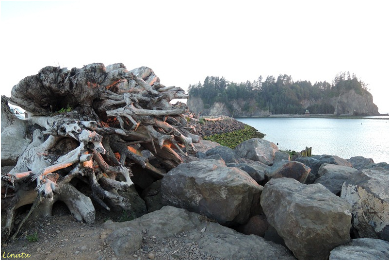 Forks Lapush030.JPG