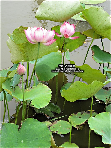 2010-0620-新屋蓮園 (24).jpg