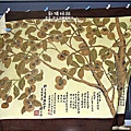 2010-1026~1102-新埔-金漢柿餅 (8).jpg