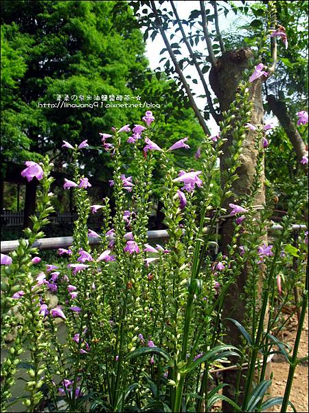 2011-0521-金谷農場 (13).jpg