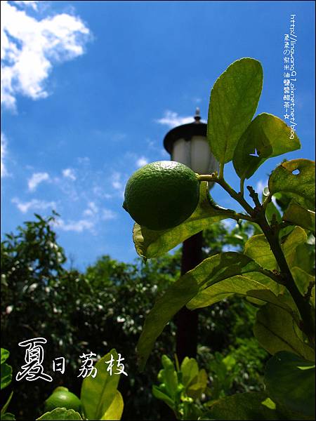 2011-0716-新竹-德聲觀光果園-採荔枝 (6).jpg