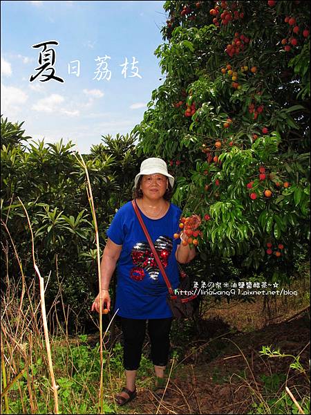 2011-0716-新竹-德聲觀光果園-採荔枝 (8).jpg