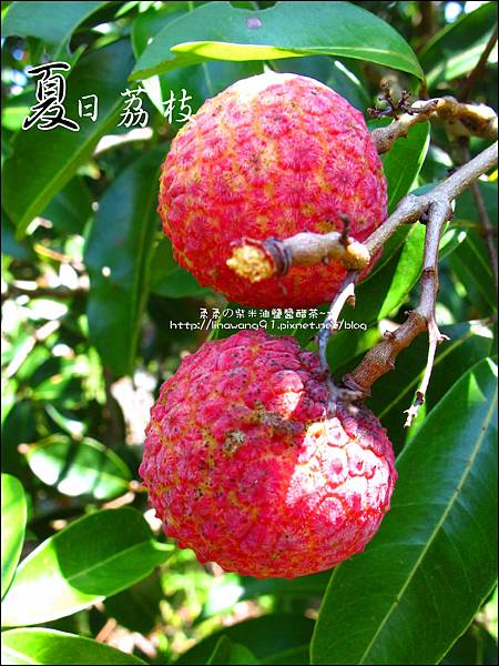2011-0716-新竹-德聲觀光果園-採荔枝 (40).jpg