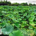 2011-0729-桃園觀音-大田蓮花餐廳 (22).jpg