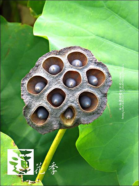 2011-0729-桃園觀音-大田蓮花餐廳 (38).jpg