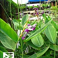 2011-0729-桃園-觀音-林家古厝 (17).jpg