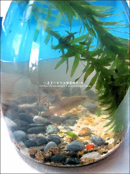 2011-0826-竹北-善水草塘-生態導覽篇 (36).jpg