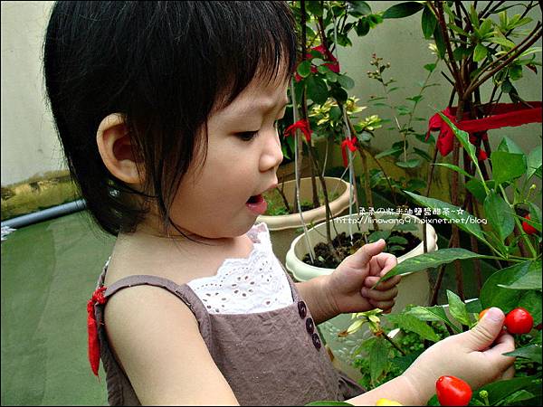 2009-0703-Yuki 2Y6M採辣椒.jpg