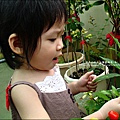 2009-0703-Yuki 2Y6M採辣椒.jpg