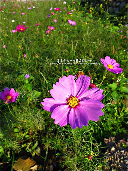 2011-1204-新埔-大蒜餃子館-波斯菊花 (23).jpg